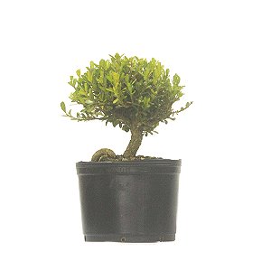 Pré Bonsai de Buxus Harlandi 2 anos (23 cm)