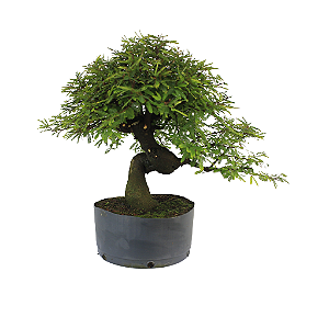 Pré Bonsai de Calliandra 9 Anos (47 cm) com Movimento