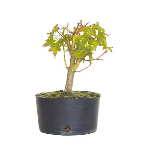 Pré Bonsai de Acer Palmatum ( Momiji ) 3 anos (28 cm)