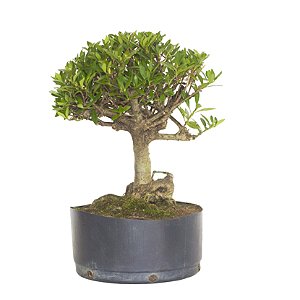 Pré Bonsai de Jasmim Anão (Gardênia) 5 anos - 35 cm