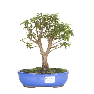 Bonsai de Mini Goiaba (silvestre) 5 anos (26 cm )