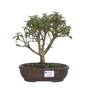 Bonsai de Mini Goiaba (silvestre) 5 anos (24 cm )