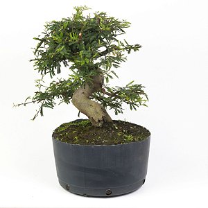 Pré Bonsai de Calliandra 9 Anos (42 cm) com Movimento