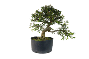 Pré Bonsai de Calliandra 6 Anos (40 cm) com Movimento