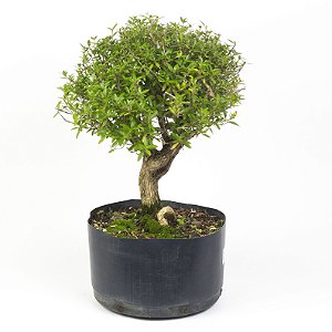 Pré Bonsai de Serissa  (Phoetida) 6 anos (40 cm)