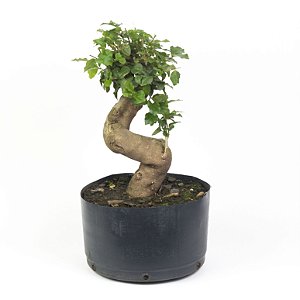 Pré Bonsai de Ligustrinho 7 anos ( 36 cm)