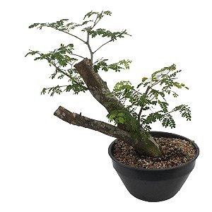 Pré Bonsai de Piteco - ABC do Bonsai