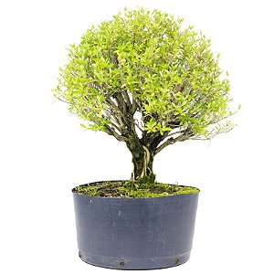 Pré Bonsai de Serissa (Phoetida) 6 anos ( 40 cm)