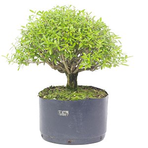 Pré Bonsai de Serissa (Phoetida) 5 anos ( 30 cm)