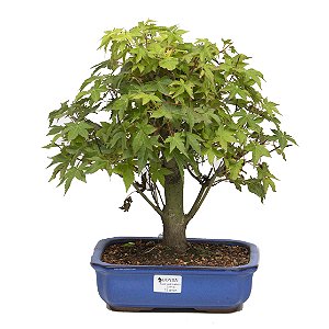 Bonsai de Acer Palmatum 12 Anos ( 35 cm)