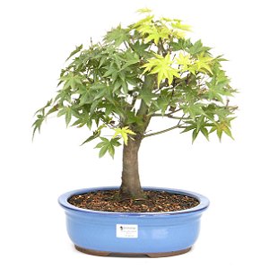 Bonsai de Acer Palmatum 14 Anos ( 38 cm)