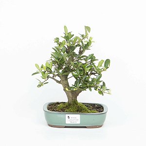 Bonsai de Piracanta Amarela 4 anos ( 23 cm)