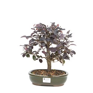 Bonsai de Loropetalum Rubrum 5 anos ( 27 cm)