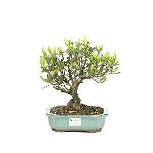 Bonsai de Jasmim do Cabo 5 anos - 26 cm