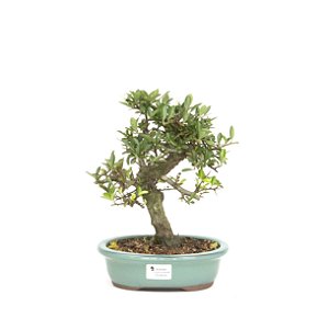 Bonsai de Piracanta Amarela 5 anos ( 30 cm)