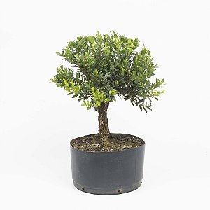 Pré Bonsai de Buxus Harlandi 4 anos (32 cm)