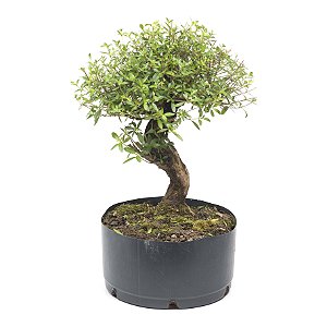 Pré Bonsai de Serissa (Phoetida) 5 anos (35 cm)