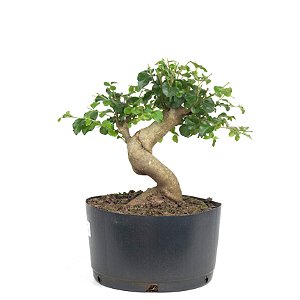 Pré Bonsai de Ligustrinho 5 anos ( 34 cm)