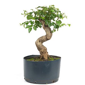 Pré Bonsai de Ligustrinho 5 anos ( 38 cm)