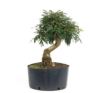 Pré Bonsai de Calliandra vermelha 6 Anos (40 cm) com Movimento