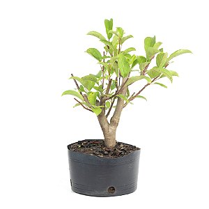 Pré Bonsai de Macieira Anã (Malus Everest) 4 anos - 47 cm - Frutificando