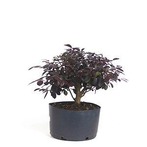 Pré Bonsai de Loropetalum 4 anos (35 cm) Hamamélis