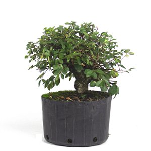 Pré Bonsai de Ulmus Parvifolia Com Movimento 7 anos (36 cm)