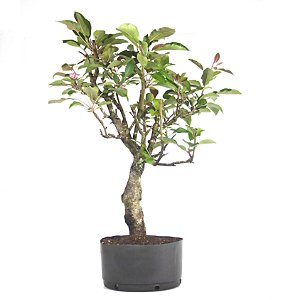 Pré Bonsai de Macieira Anã (Malus Everest) 8 anos - 65 cm - Frutificando