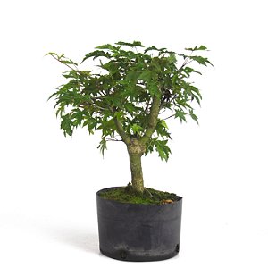 Pré Bonsai de Acer Palmatum ( Momiji ) 4 anos (37 cm)
