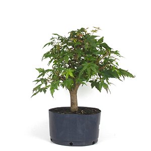 Pré Bonsai de Acer Palmatum ( Momiji ) 7 anos (46 cm)