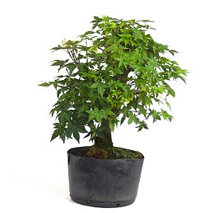 Pré Bonsai de Acer Palmatum ( Momiji ) 5 anos (40 cm)