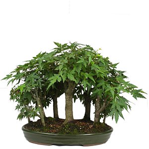 Bosque do Bonsai de Acer Palmatum 25 Anos ( 48 cm)