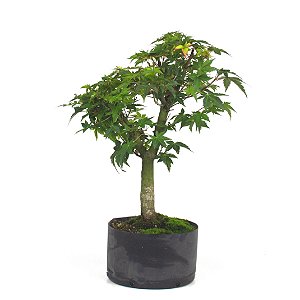 Pré Bonsai de Acer Palmatum ( Momiji ) 4 anos (40 cm)