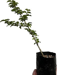 Mudinhas Pequenas para Bonsai