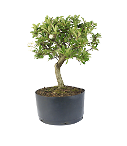 Pré Bonsai de Piracanta Amarela 4 anos (35 cm)