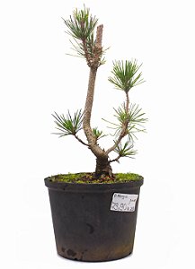 Pré Bonsai de Pinheiro Negro (Pinus Thumbergi) 44 cm