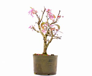 Pré Bonsai de Macieira Anã (Malus Everest) 6 anos - 47 cm - Frutificando