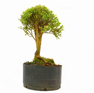 Pré Bonsai de Cambuí 4 anos ( 29 cm) Frutificando