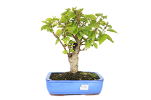 Bonsai de Amoreira 14 anos (35 cm) Frutificando