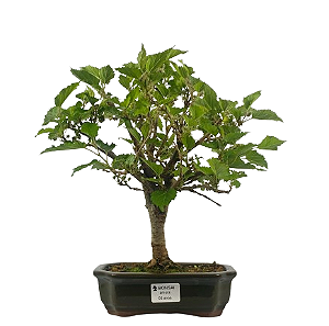 Bonsai de Amoreira 5 anos (35 cm) Frutificando