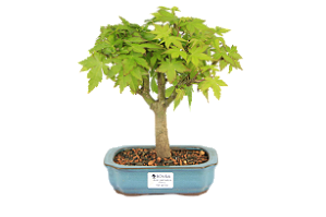 Bonsai de Acer Palmatum 4 Anos ( 26 cm)
