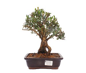 Bonsai de Cereja Anã (silvestre) 6 anos (26 cm )