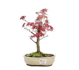 Bonsai de Acer Palmatum 2 Anos ( 27cm)