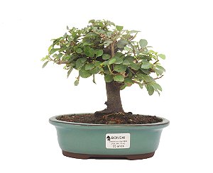 Bonsai de Grewia Occidentalis (Flor de Lótus) 5 anos (20 cm)