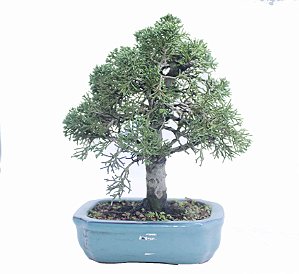 Bonsai de Junípero Shimpaku 5 anos (26 cm)