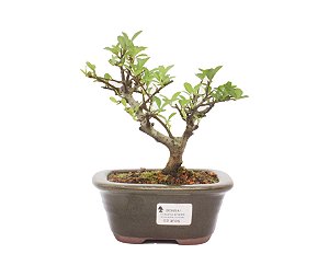 Bonsai de Piracanta Amarela 3 anos ( 20 cm)