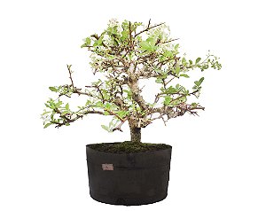 Pré Bonsai de Piracanta Amarela 3 anos (34cm)