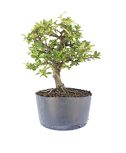 Pré Bonsai de Piracanta Amarela 4 anos (34 cm)