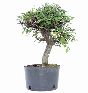 Pré Bonsai de Ulmus Parvifolia Com Movimento 5 anos (37 cm)