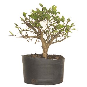 Pré Bonsai de Ulmus Parvifolia Com Movimento 3 anos (29 cm)